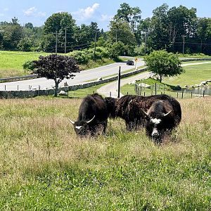 Domestic Yak Exhibit