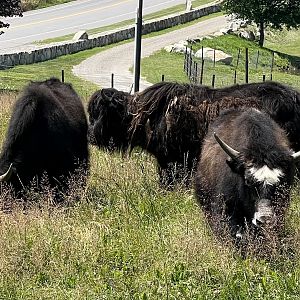 Domestic Yak