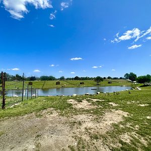 Canada Geese and waterway with cattle pastures beyond