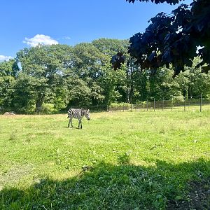 Zebra Exhibit