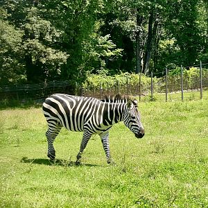 Plains Zebra
