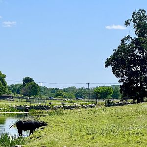 Domestic Water Buffalo