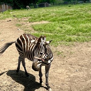 Additional Zebras