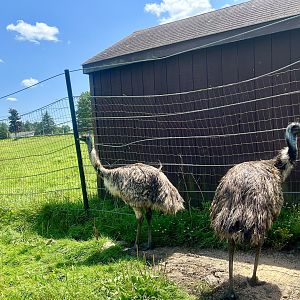 Emus