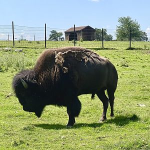 Bison bull