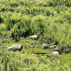 Elk