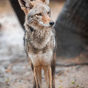 Coyote