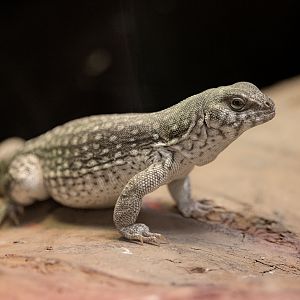 Desert Iguana