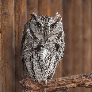 Screech Owl