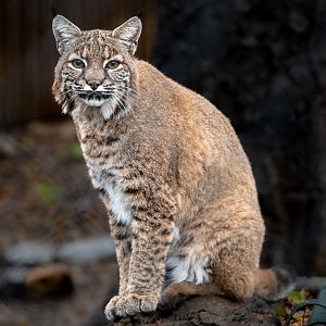 Bobcat