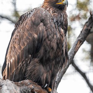 Golden Eagle