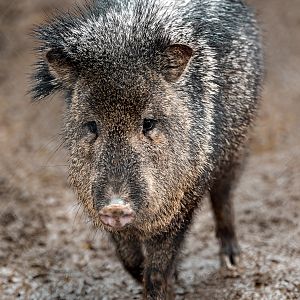 Collared Peccary