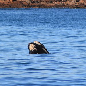 Southern Right Whale (Eubalaena australis)