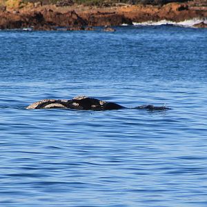 Southern Right Whale (Eubalaena australis)