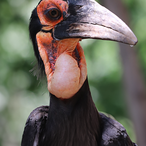 Southern ground hornbill (Bucorvus leadbeateri)
