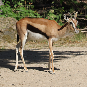 Thomson's gazelle (Eudorcas thomsonii)