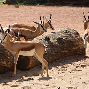 Springboks (Antidorcas marsupialis)