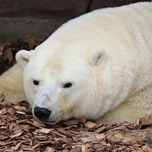 Polar bear (Ursus maritimus)