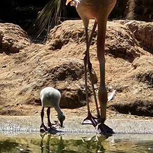American flamingo and chick