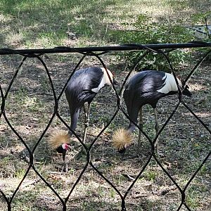 Black crowned cranes
