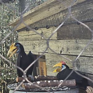 Wrinkled hornbills