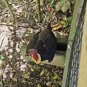 Australian brush-turkey
