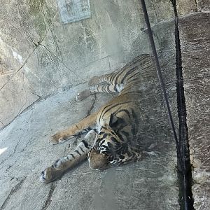 Sumatran tiger
