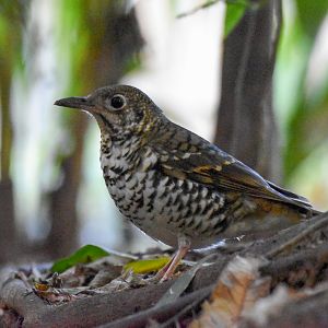 Russet-tailed Thrush