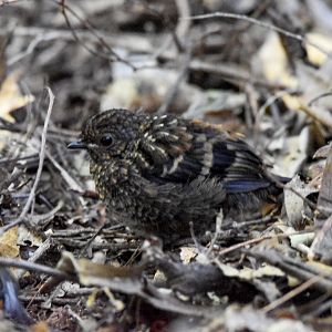 Australian Logrunner chick
