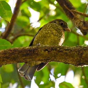 Green Catbird