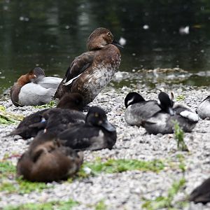 Canvasback