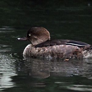 Hooded Merganser
