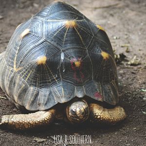 Radiated Tortoise