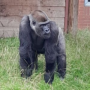 gorilla- blackback 'Lope'