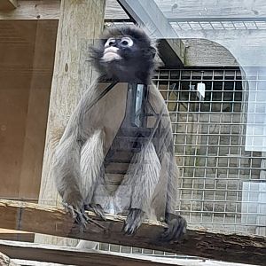 Dusky/Spectacled Langur.