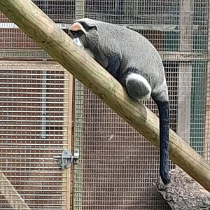 De Brazza monkey.