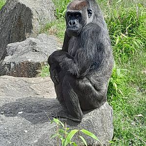Lowland gorilla female 'Asante'
