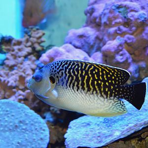Tiger angelfish (Apolemichthys kingi)