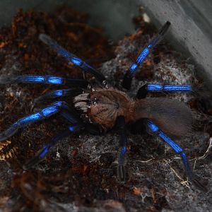 Bornean neon blue leg tarantula (Birupes simoroxigorum)