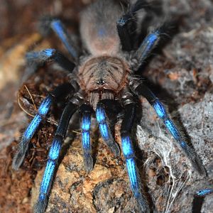 Bornean neon blue leg tarantula (Birupes simoroxigorum)