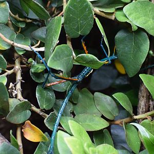 Madagascar blue stick insect