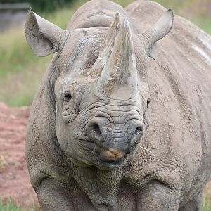 Eastern black rhino