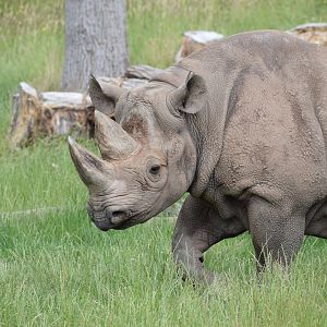 Eastern black rhino