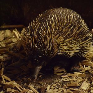 New Guinea short-beaked echidna