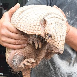 Six-banded armadillo