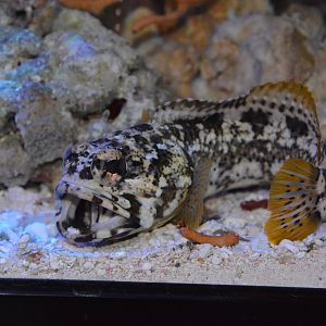 Dusky jawfish (Opistognathus whitehursti)