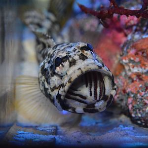 Dusky jawfish (Opistognathus whitehursti)