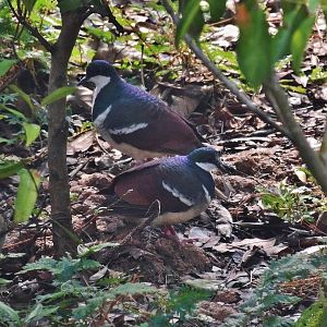 Negros Bleeding-heart Dove (Gallicolumba keayi)