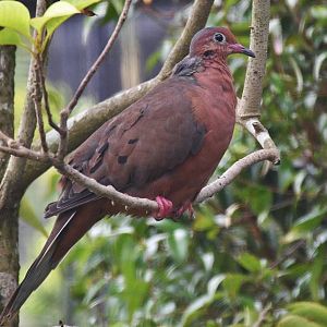 Socorro Dove (Zenaida graysoni)