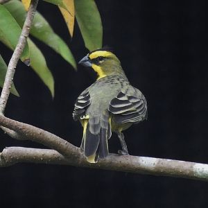 Yellow Cardinal (Gubernatrix cristata)